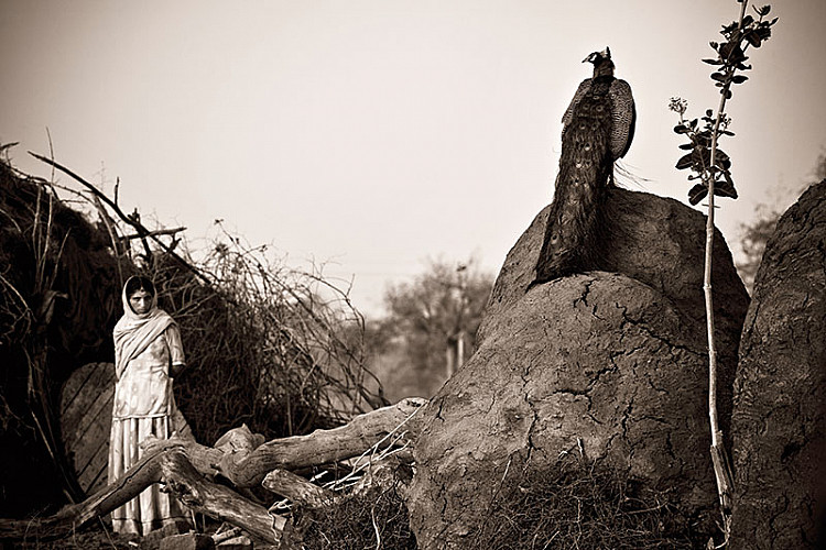 Shanti Devi Bishnoi and a peacock near Lohawat in Rajasthan