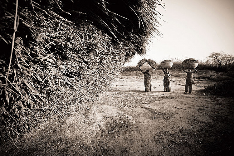 Bishnoi women carrying dry wheat near Jodhpur, Rajasthan