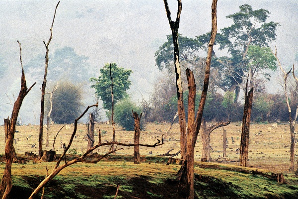 Trees by Raghu Rai at Art Alive Gallery, New Delhi