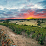 Jacob’s Creek vineyard, Australia