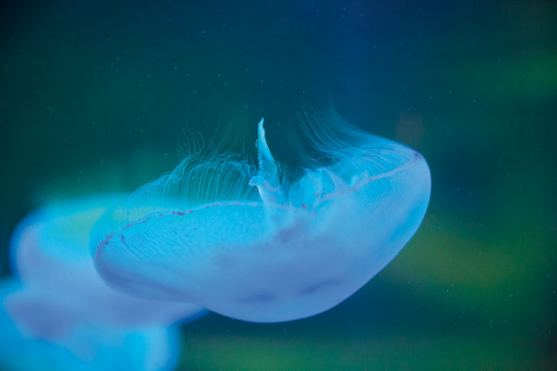 Jellyfish, uShaka Marine World