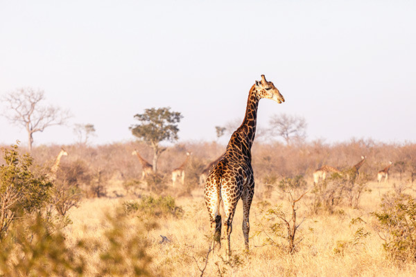 Imbali Safari Lodge, Kruger National Park, South Africa